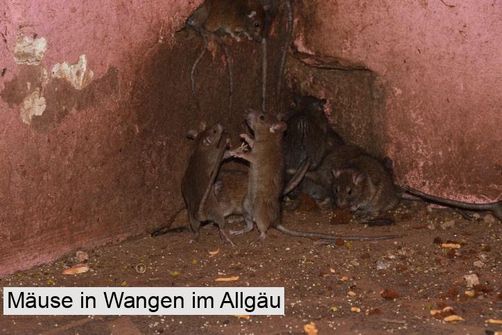 Mäuse in Wangen im Allgäu